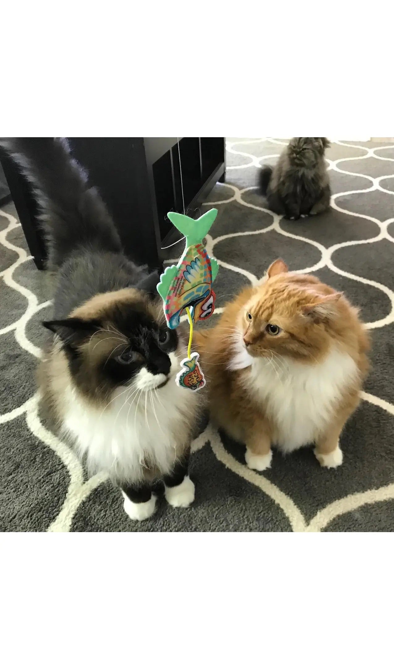 Fast Foodie Cat Toy - Fish and Taco